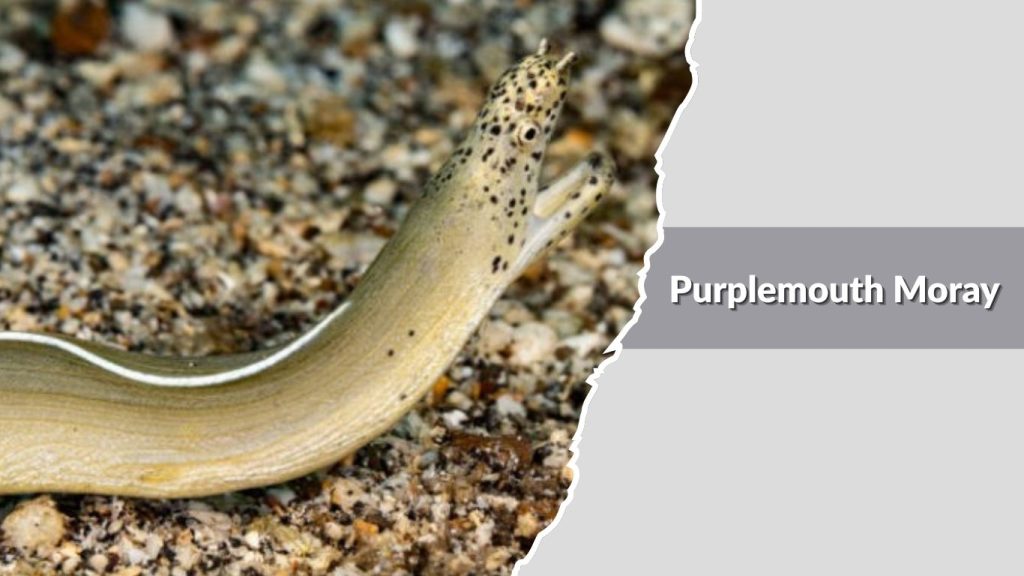 Purplemouth Moray