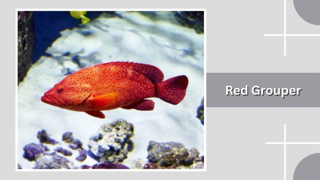 Red Grouper