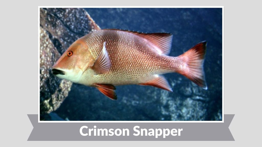 Crimson Snapper