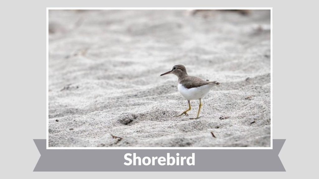 Shorebird