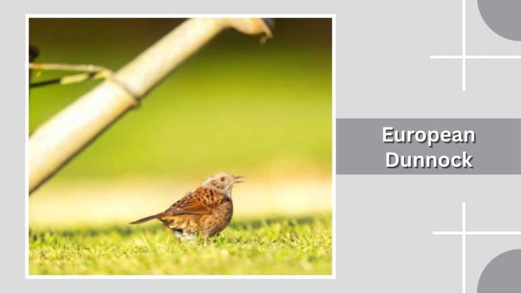 European Dunnock