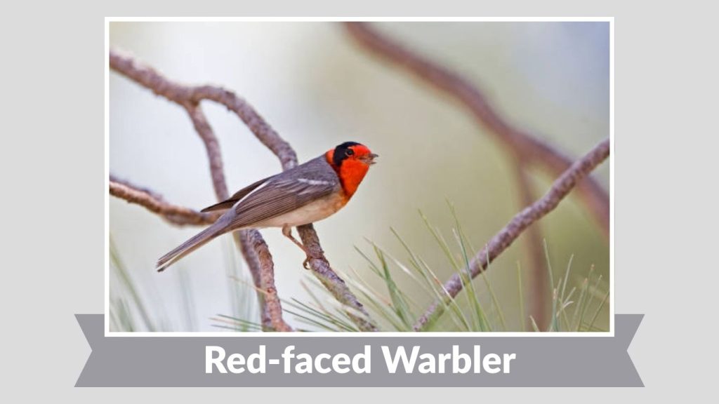 Red-faced Warbler