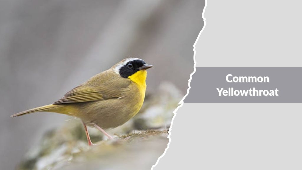 Common Yellowthroat