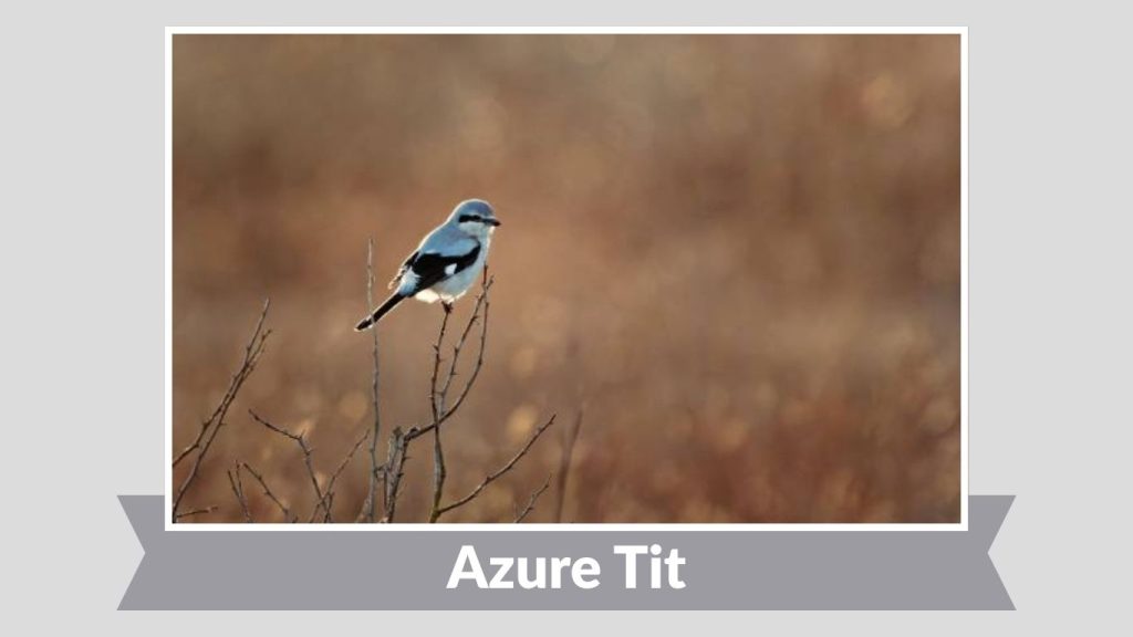  Azure Tit 