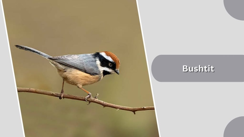 Bushtit