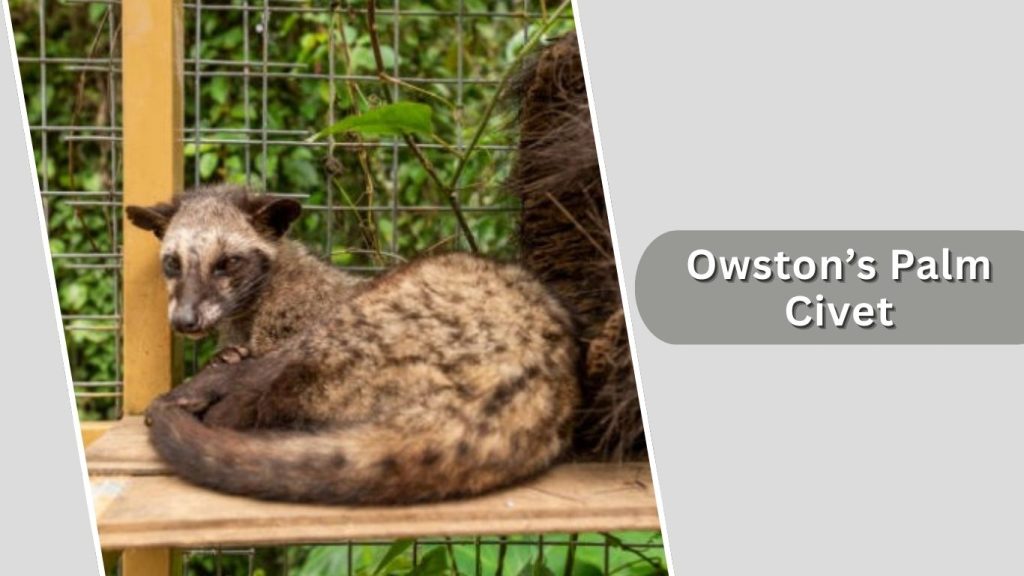 Owston’s Palm Civet