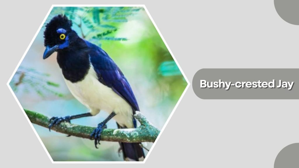 Bushy-crested Jay