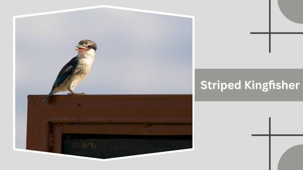 Striped Kingfisher