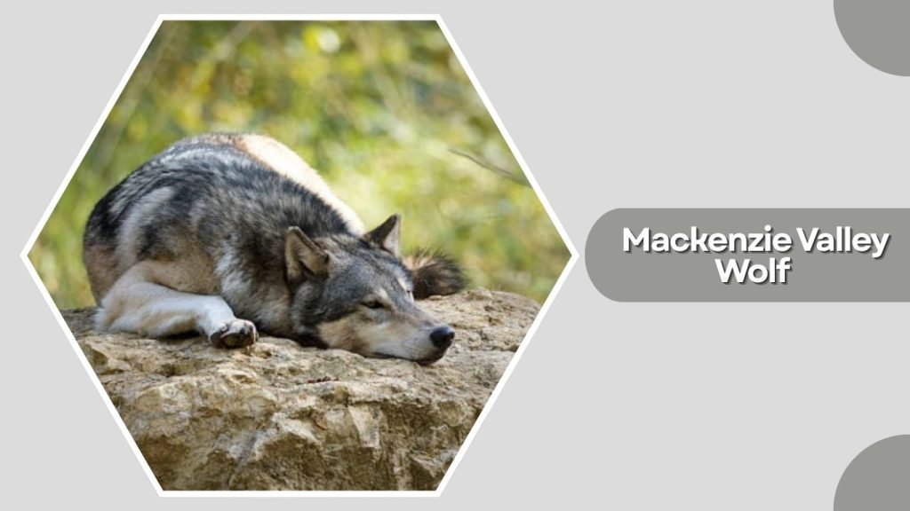 Mackenzie Valley Wolf
