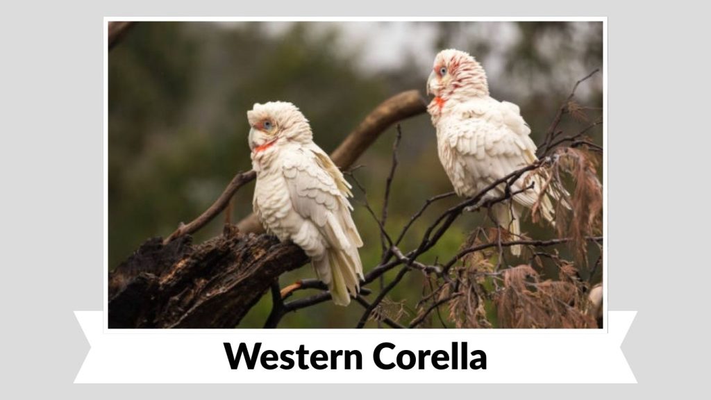 Western Corella