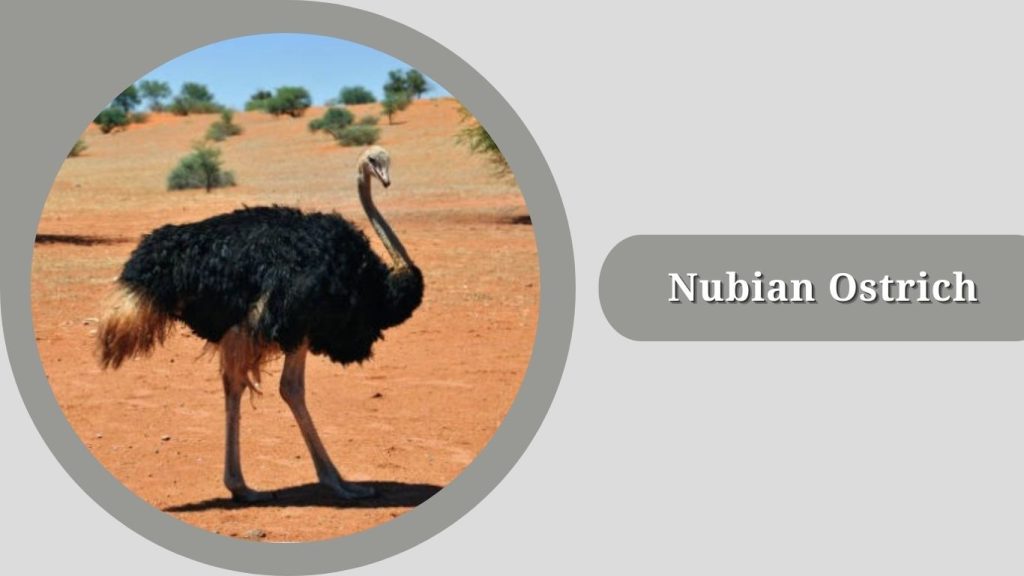 Nubian Ostrich