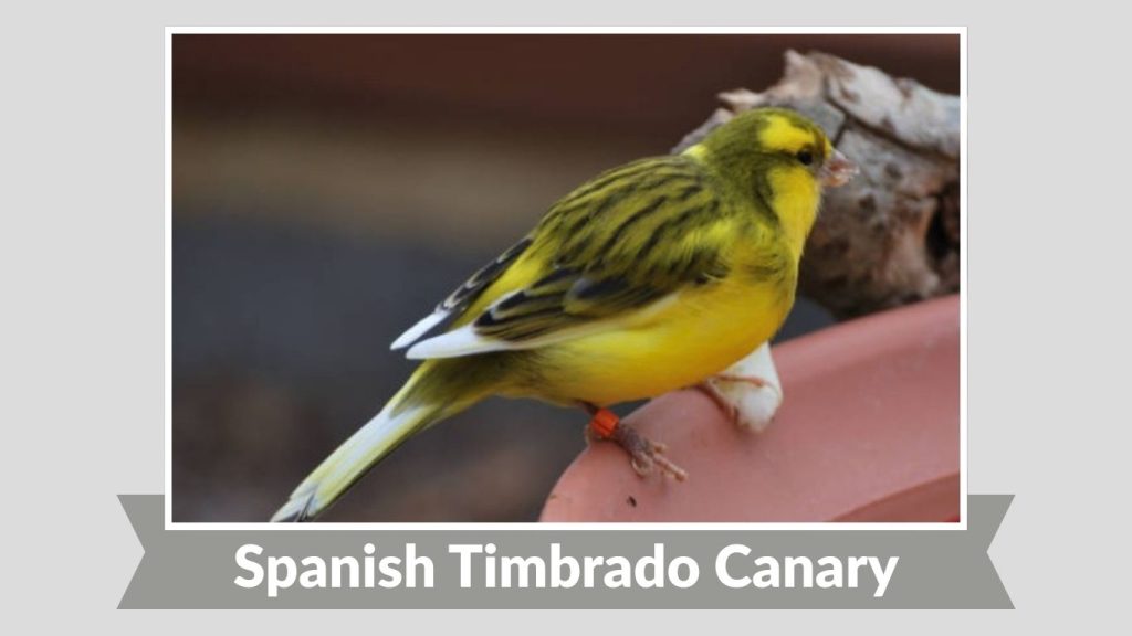 Spanish Timbrado Canary