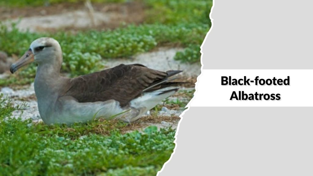 Black-footed Albatross