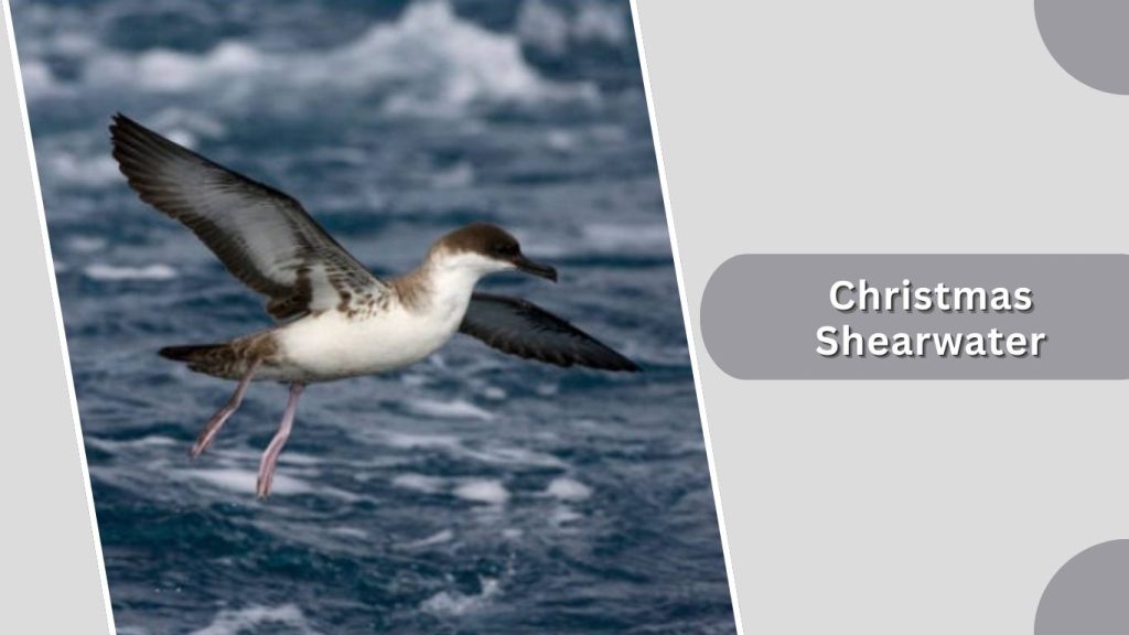 Christmas Shearwater 