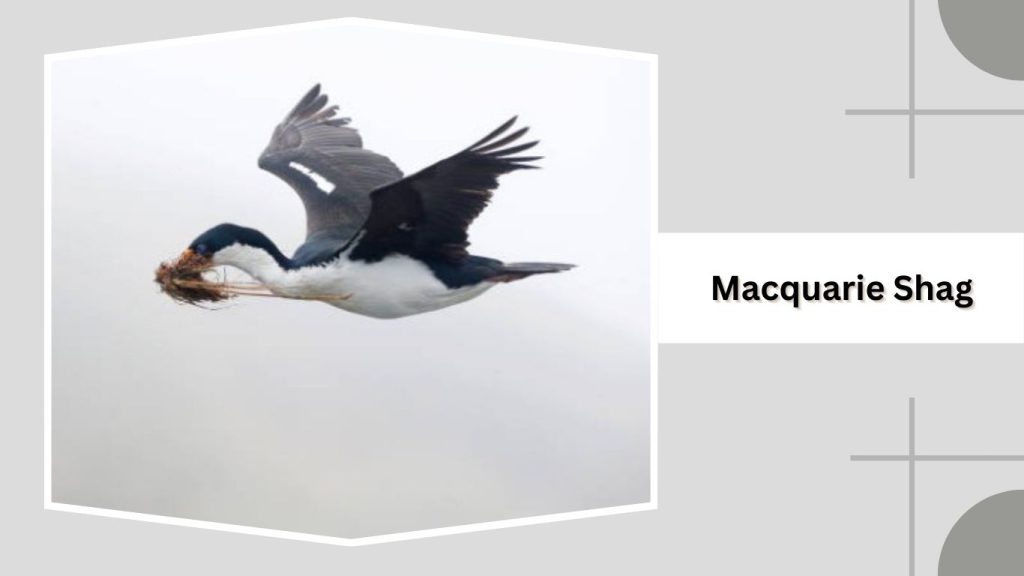  Macquarie Shag