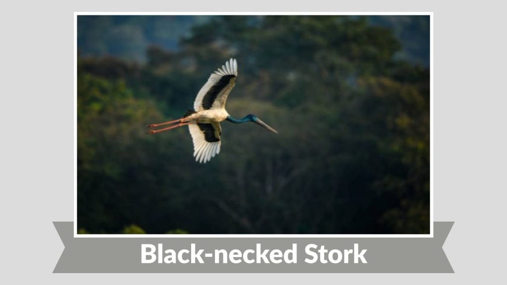 Black-necked Stork