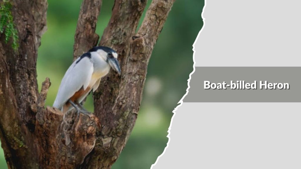 Boat-billed Heron