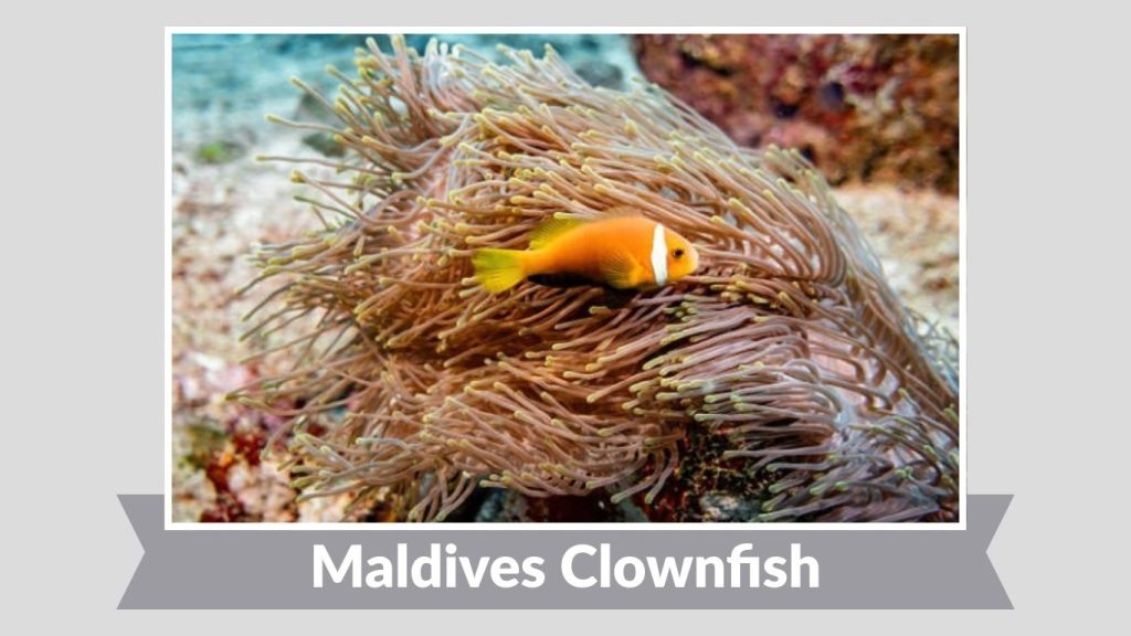 Maldives Clownfish