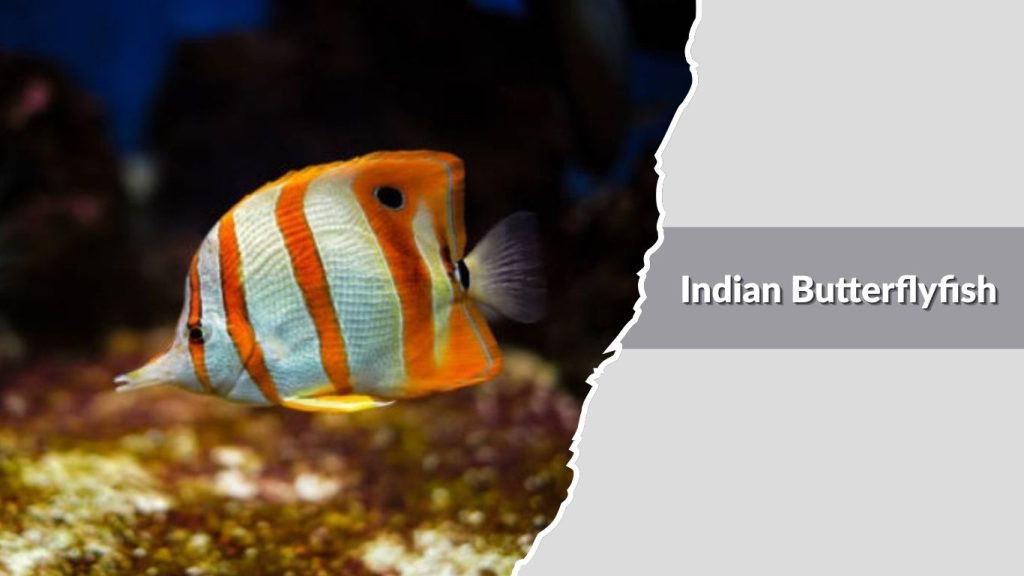  Indian Butterflyfish
