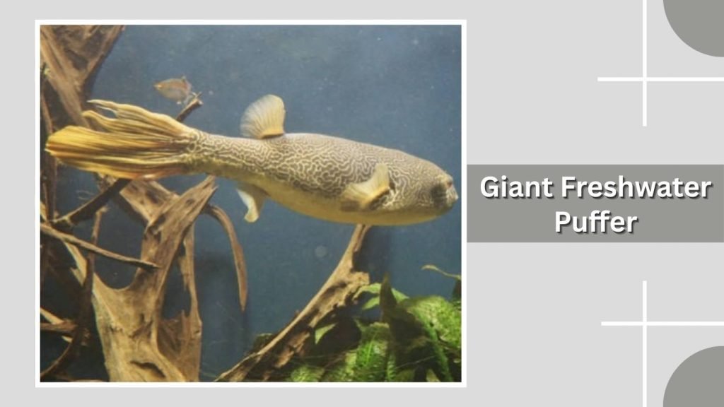 Giant Freshwater Puffer