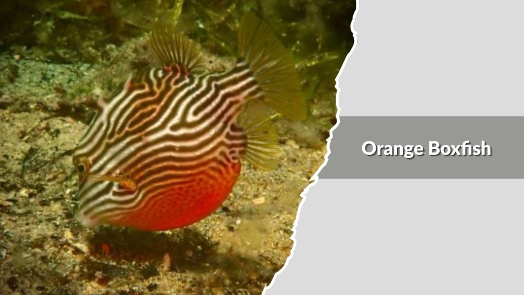 Orange Boxfish