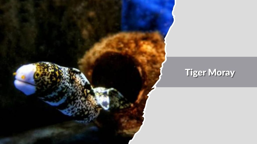 Tiger Moray