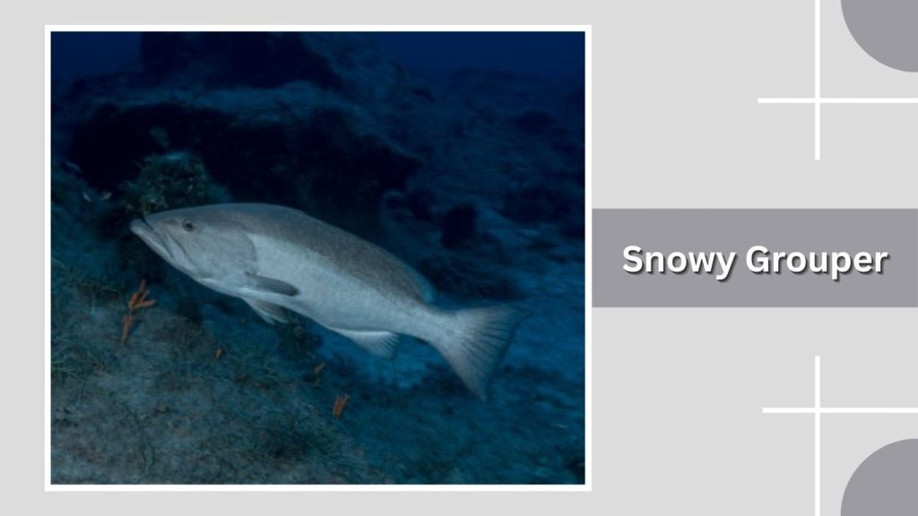 Snowy Grouper 
