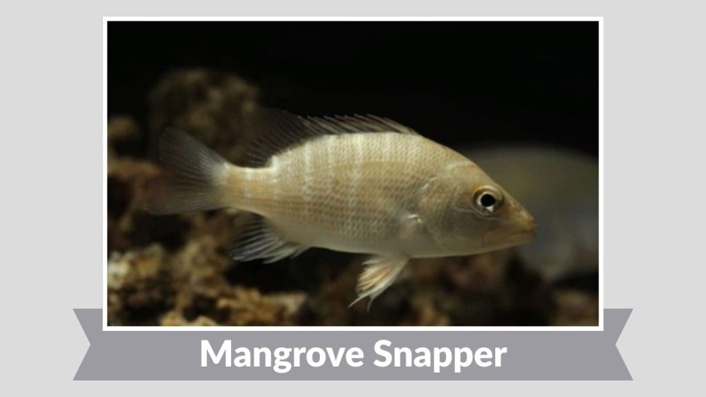 Mangrove Snapper
