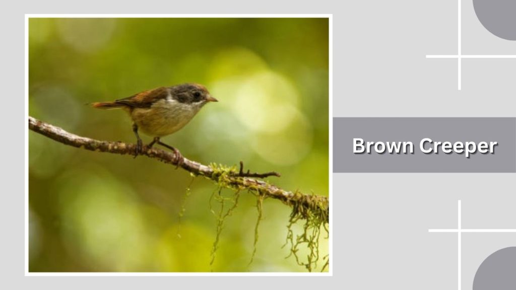 Brown Creeper