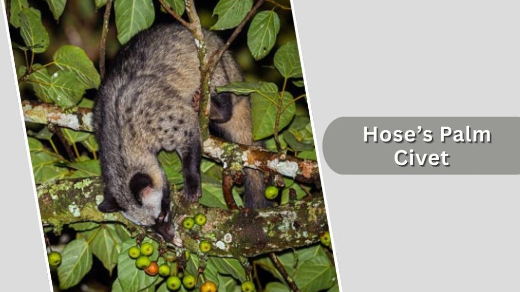 Hose’s Palm Civet