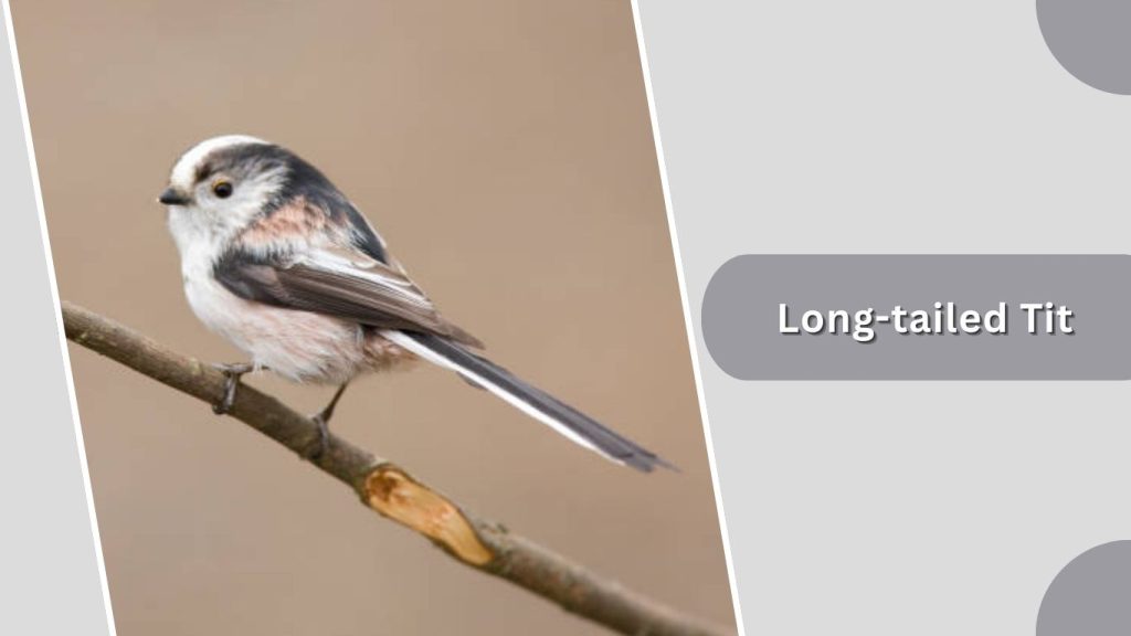 Long-tailed Tit