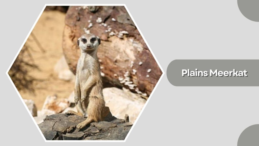 Plains Meerkat