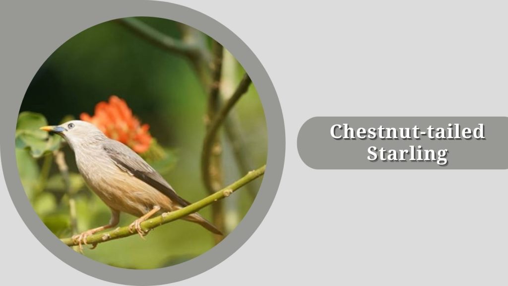 Chestnut-tailed Starling