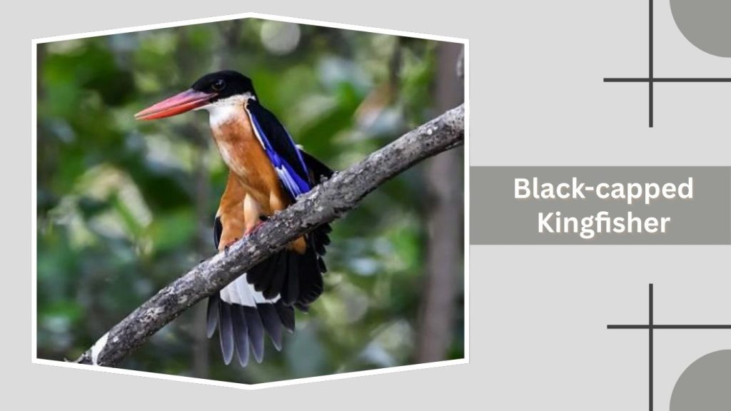 Black-capped Kingfisher