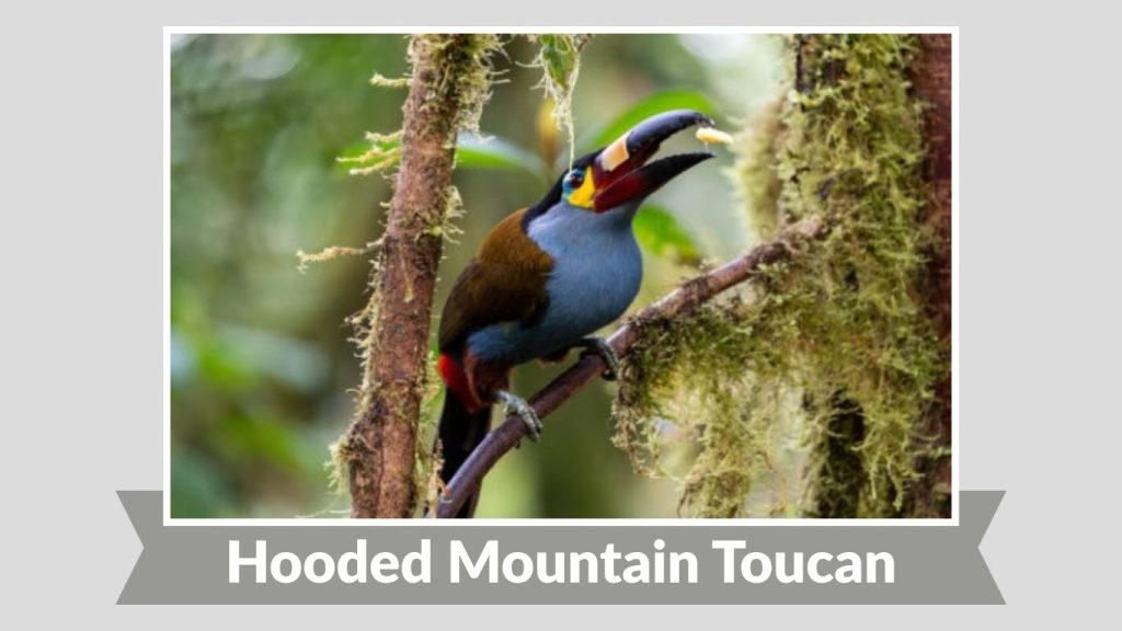 Hooded Mountain Toucan