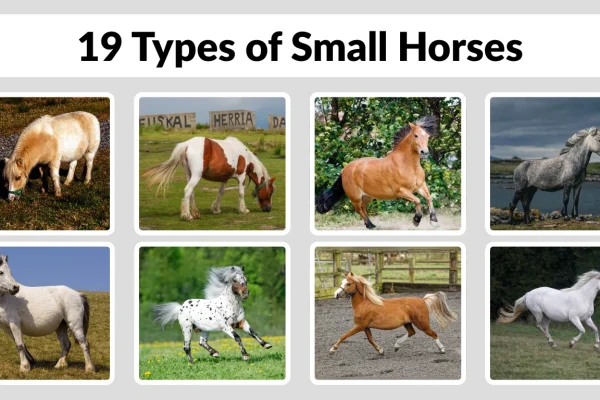 19 Types of Small Horses Identification with Pictures