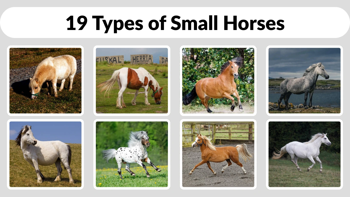 19 Types of Small Horses Identification with Pictures