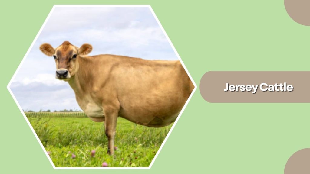 Jersey Cattle