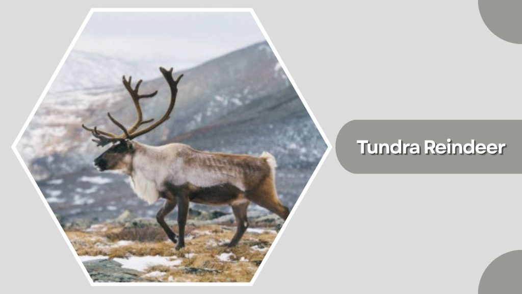 Tundra Reindeer