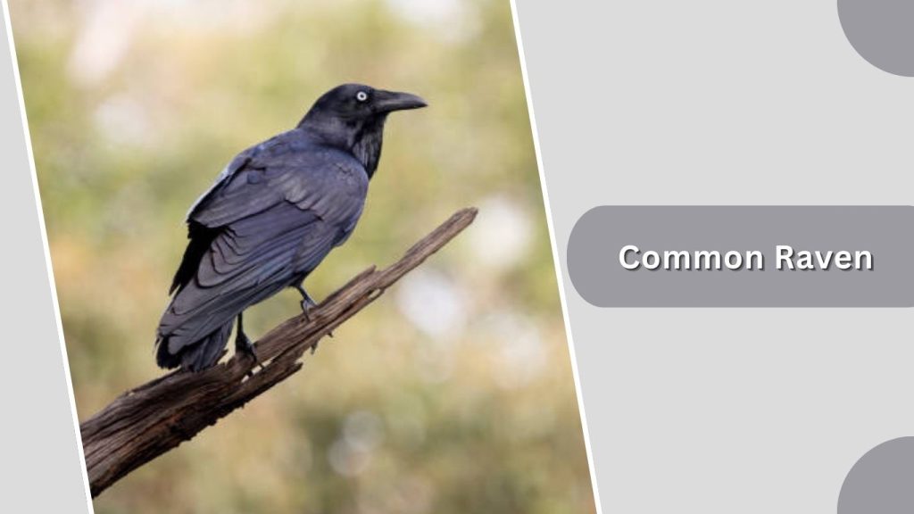 Common Raven
