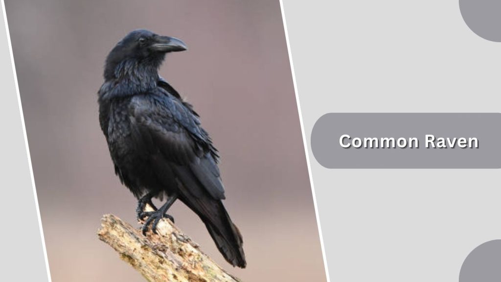 Common Raven