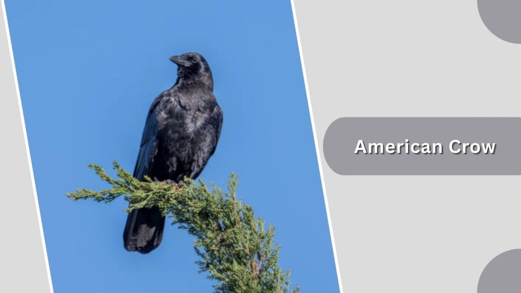 American Crow