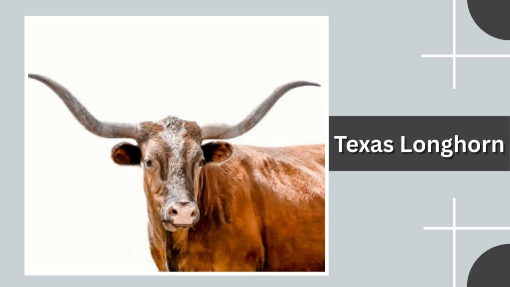 Texas Longhorn