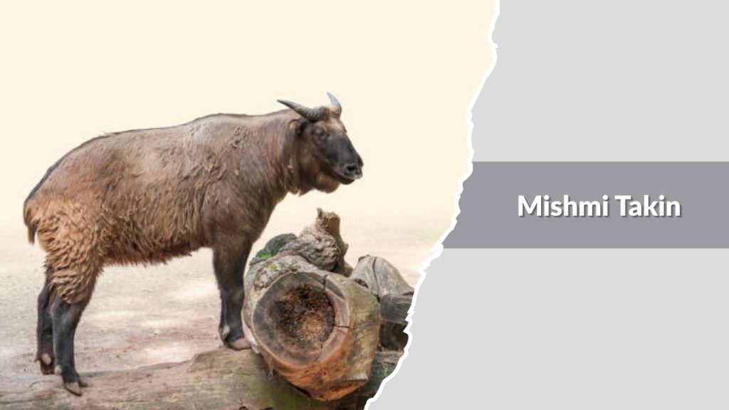Mishmi Takin