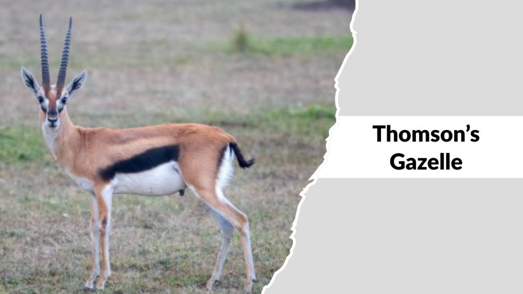 Thomson’s Gazelle