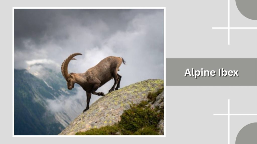 Alpine Ibex