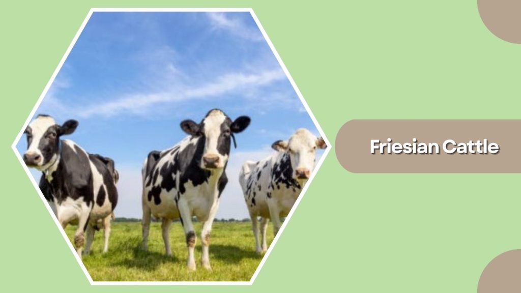 Friesian Cattle