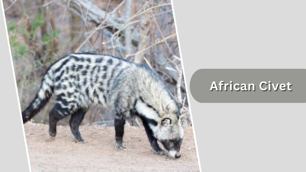 African Civet