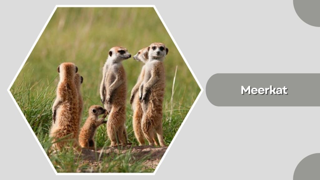Meerkat