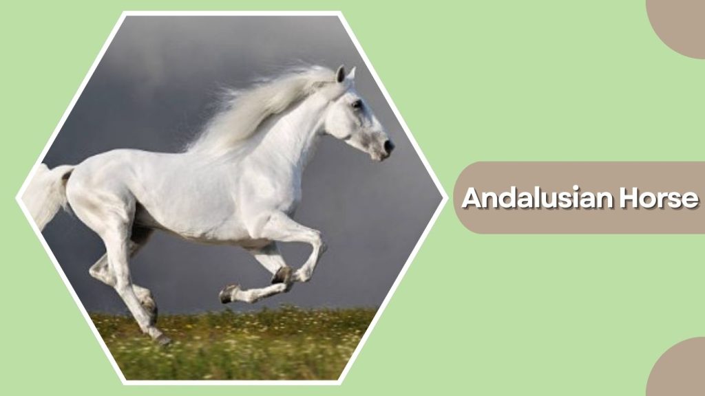 Andalusian Horse